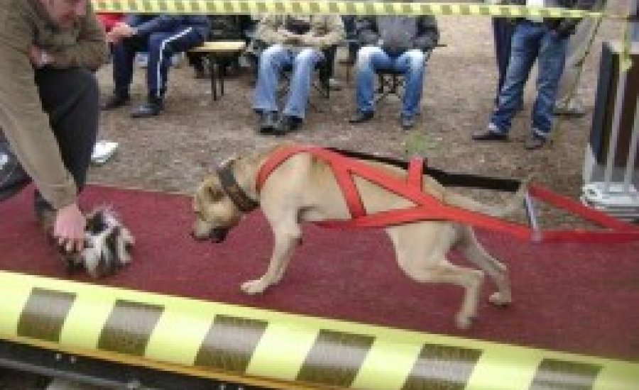 Isaszegre várják a küzdősport és a kutyabarátokat