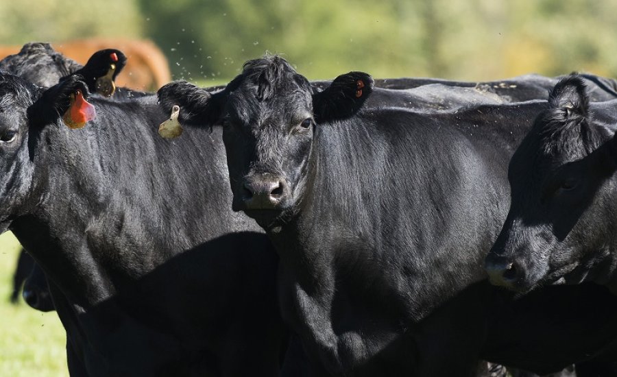 Még mindig szennyezett a mexikói marhahús